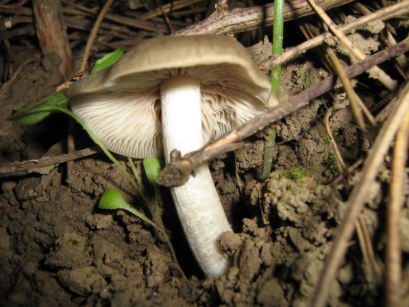 Ancora da Le Piastre (PT)